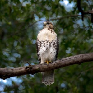 Orleans Loop: Exploring National and State Parks Around New Orleans