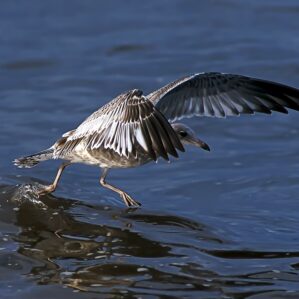 Discover Breton National Wildlife Refuge: A Coastal Sanctuary in Louisiana