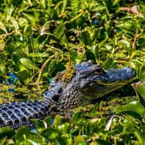 Bayou Sauvage National Wildlife Refuge