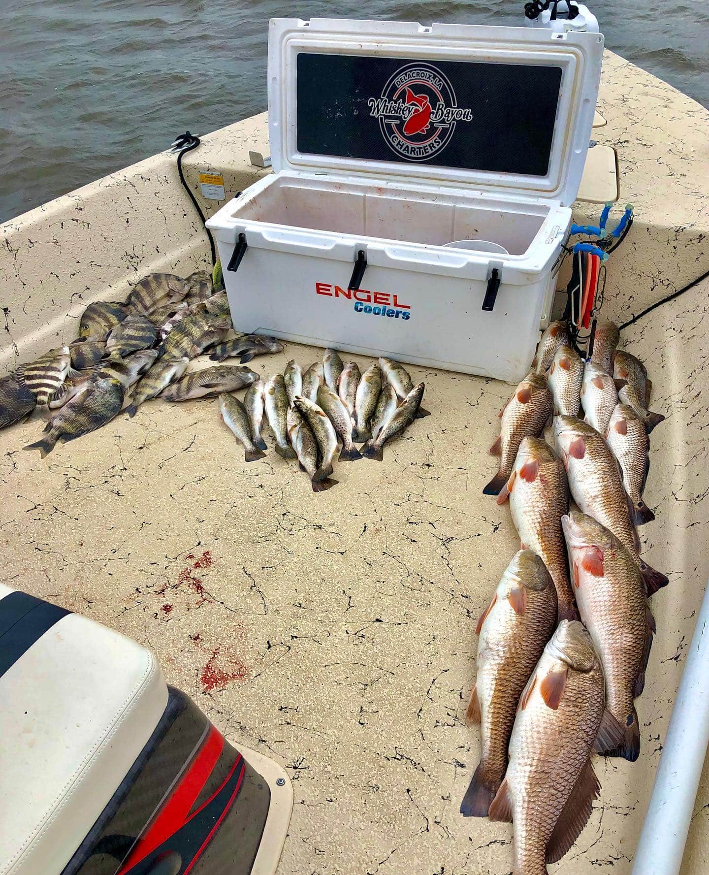 Sheepshead, Redfish, and other fish species laid out on a boat next to a cooler.