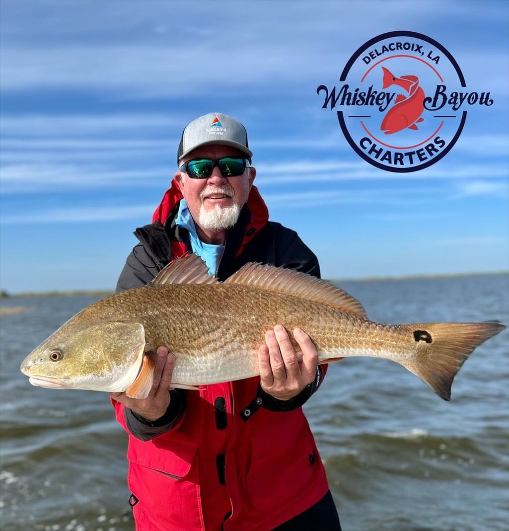 Angler holding a large redfish while fishing in Delacroix, Louisiana with Whiskey Bayou Charters.