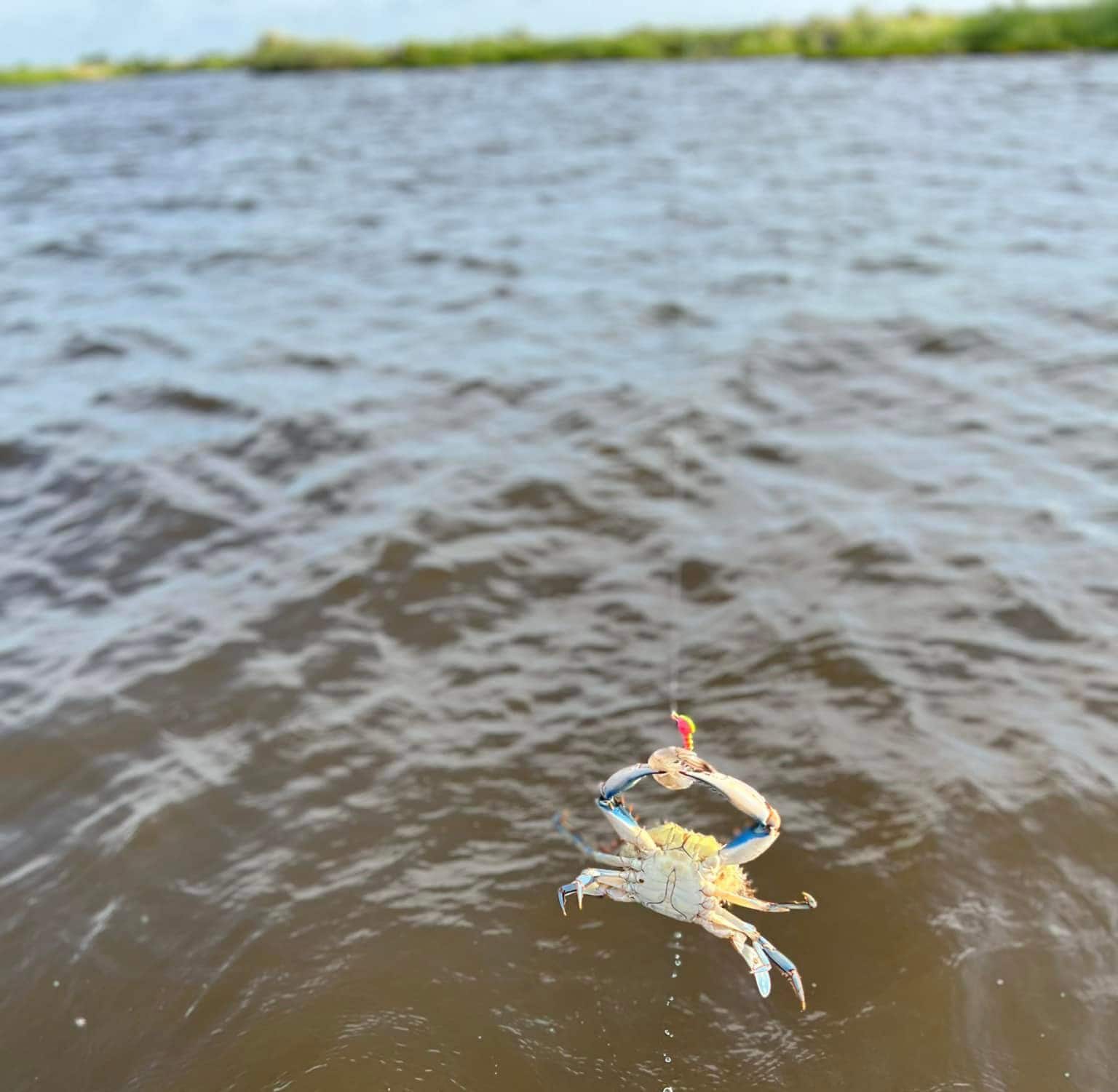 A crab hovering above the water as it holds on to the fishing lure.