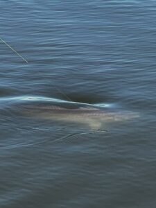 A gray blur swims just beneath the clear surface, dragging a line with it.